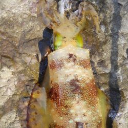 ヒットセンサー的中