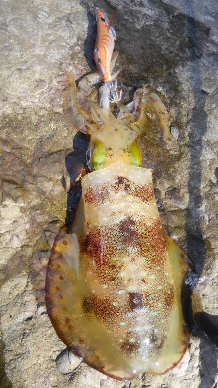 ヒットセンサー的中