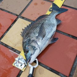 辰巳橋　短時間釣行