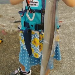 ハマチ　太刀魚