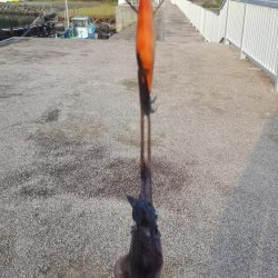 台風前陸っぱりエギング