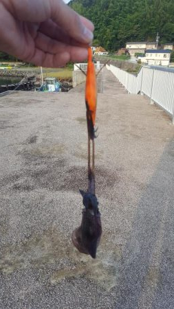 台風前陸っぱりエギング