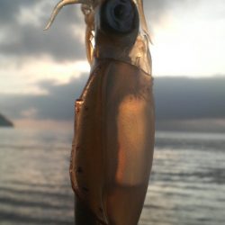 増税スタート　アオリイカは増えず・・・