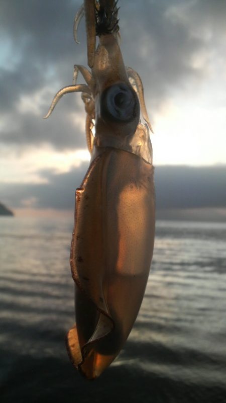 増税スタート　アオリイカは増えず・・・