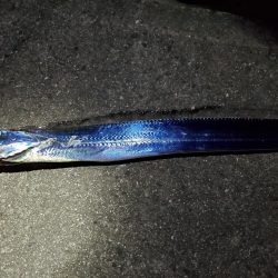 アナゴのフェスティバル