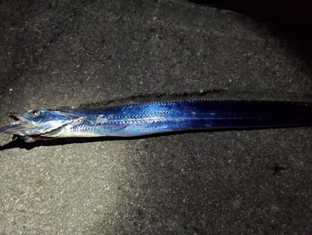 アナゴのフェスティバル