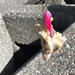 姫路イイダコ(2019-1)