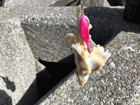 姫路イイダコ(2019-1)