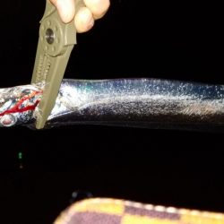 短時間　太刀魚