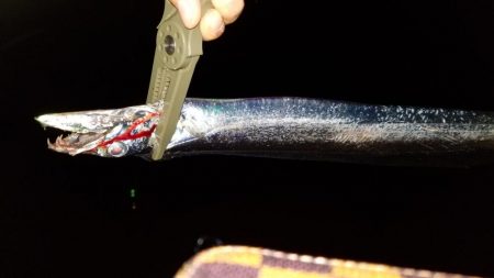 短時間　太刀魚