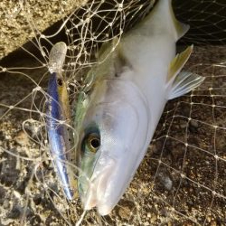 秋だ!祭りだ!青物フィーバー!