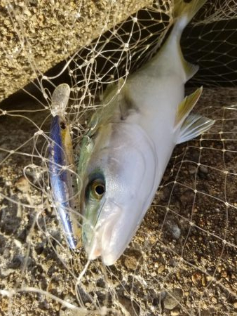 秋だ!祭りだ!青物フィーバー!