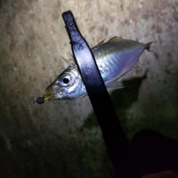 秋の夜長はアジングで♪