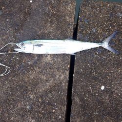 台風後の宮津湾