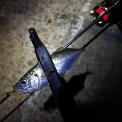 台風一過、アジング調査