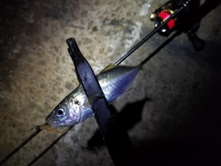 台風一過、アジング調査