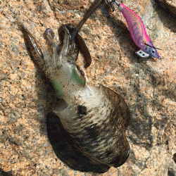 瀬戸内の島エギング(2019-6)