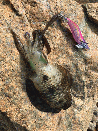 瀬戸内の島エギング(2019-6)