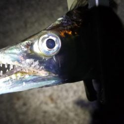 風にも負け…てしまいながらも