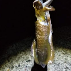 初島漁港内と近くのテトラでエギング