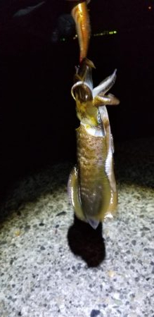 初島漁港内と近くのテトラでエギング