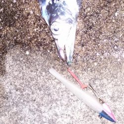 舞洲のタチウオ