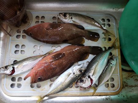 SUPフィッシング