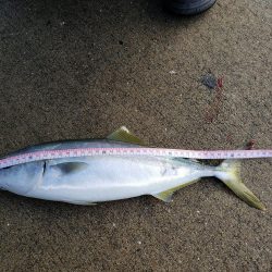 ハマチ渋い目！