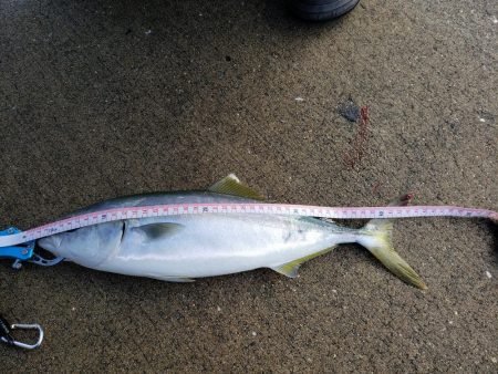 ハマチ渋い目！