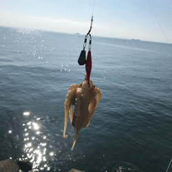 姫路イイダコ(2019-2)