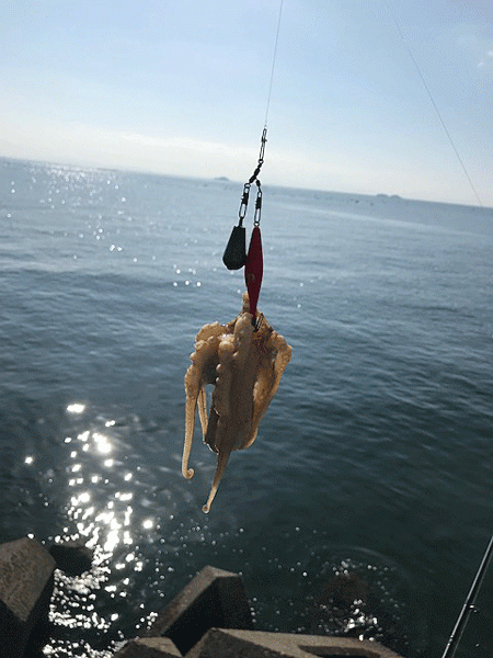 姫路イイダコ(2019-2)