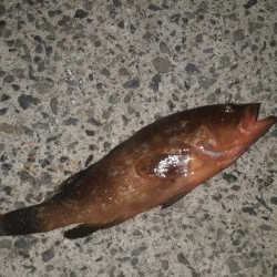 アコウ34cm クロソイ23cm