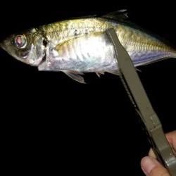 太刀魚お裾分けミッション