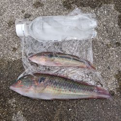 フカセで小物色々