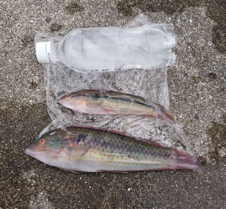 フカセで小物色々