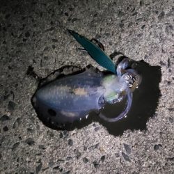 はじめて3.5号で釣れました