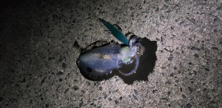 はじめて3.5号で釣れました