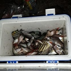 アジ！アジ！！アジ！！！アジ！！！！アジ！！！！！！入れ食い☆