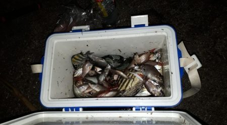 アジ！アジ！！アジ！！！アジ！！！！アジ！！！！！！入れ食い☆