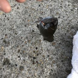 アジ釣り！太刀魚さんはどこ。