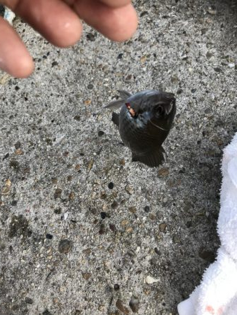 アジ釣り！太刀魚さんはどこ。