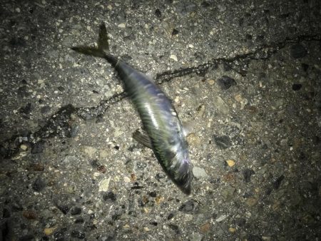 タチウオとサバ交互に