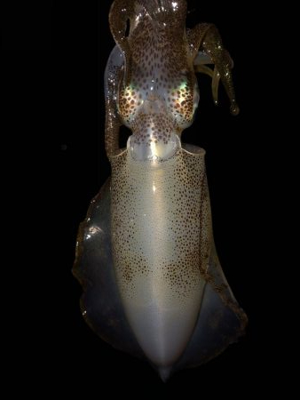 ショアジギング