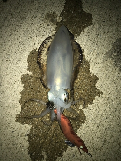 少し風ありました