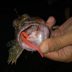 ツチノコ！！！