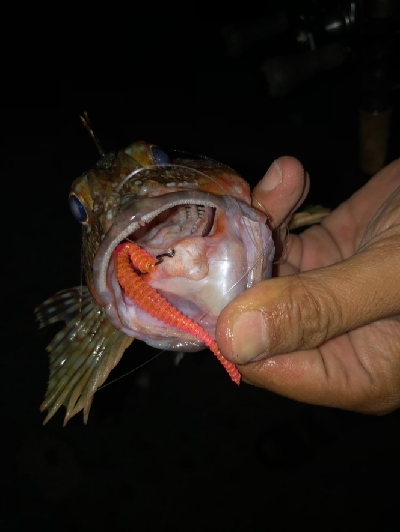 ツチノコ！！！