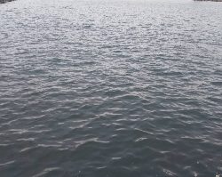 念願の奴が釣れた