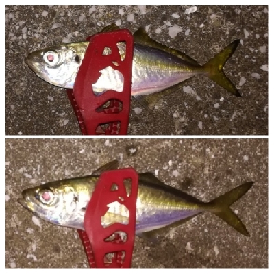 アジンガー1825〜2030