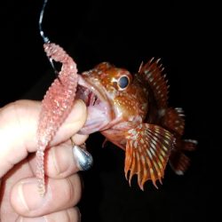 ビッグアコー!!!