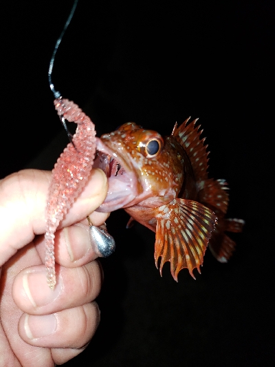 ビッグアコー!!!